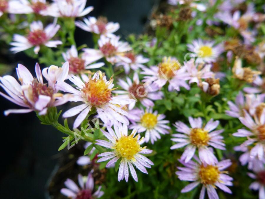 Hvězdnice 'Lovely' - Aster vimineus 'Lovely'