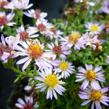 Hvězdnice 'Lovely' - Aster vimineus 'Lovely'