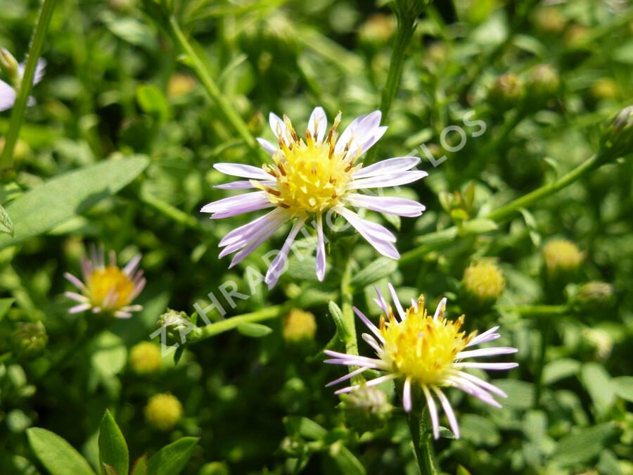 Hvězdnice 'Lovely' - Aster vimineus 'Lovely'