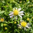 Hvězdnice 'Lovely' - Aster vimineus 'Lovely'
