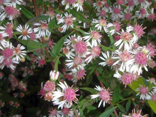 Hvězdnice pokřivená 'Prince' - Aster lateriflorus 'Prince'