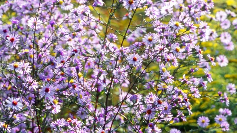 Hvězdnice hladká 'Van der Jeugd' - Aster laevis 'Van der Jeugd'