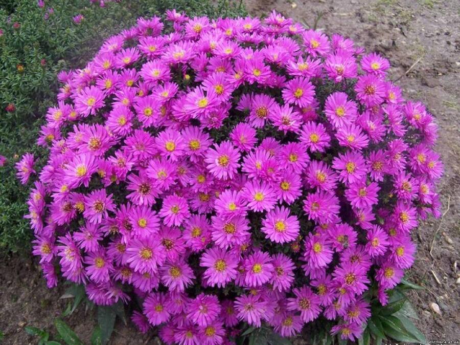 Hvězdnice keříčkovitá 'Anneke' - Aster dumosus 'Anneke'