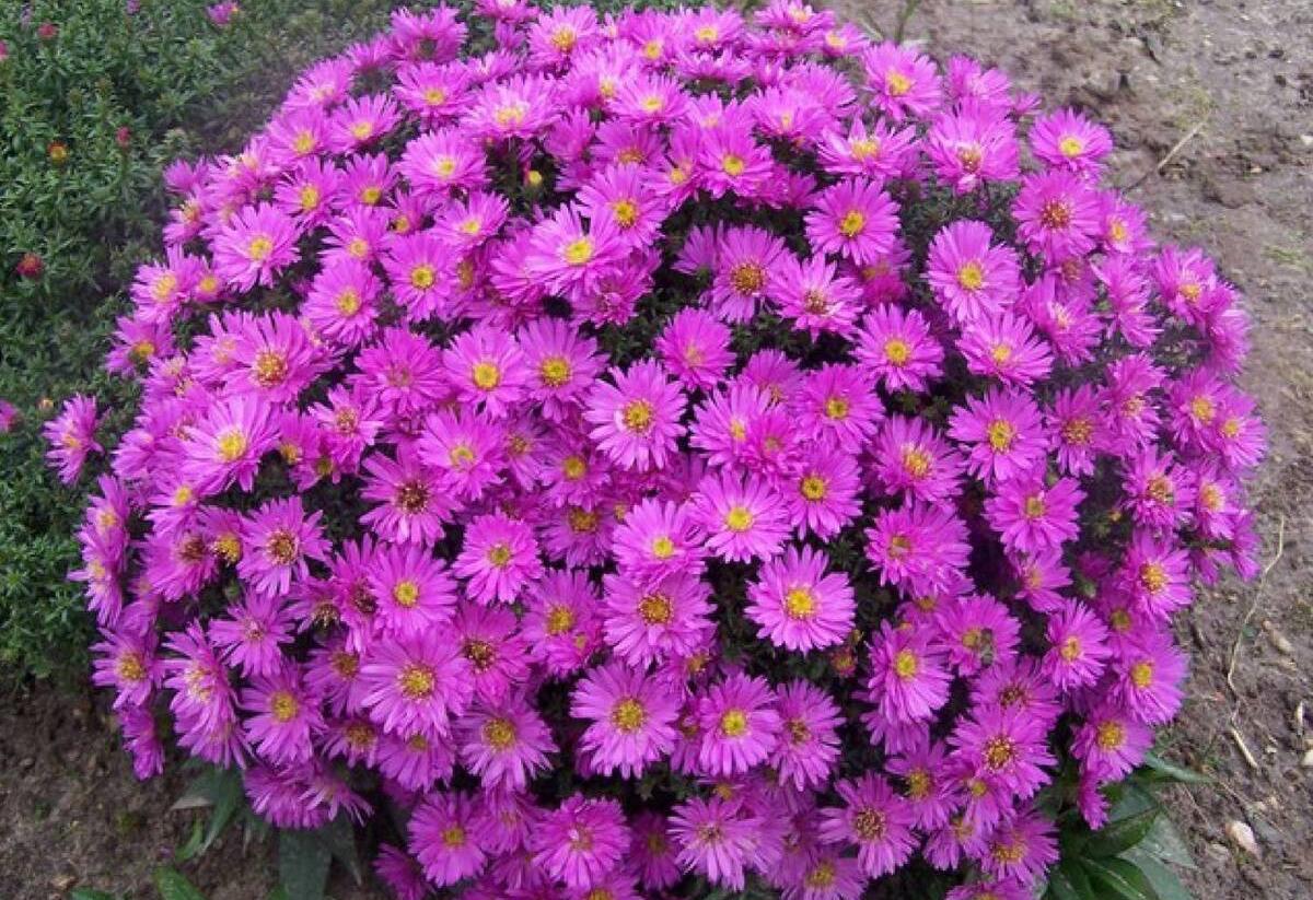 Hvězdnice keříčkovitá 'Anneke' - Aster dumosus 'Anneke'