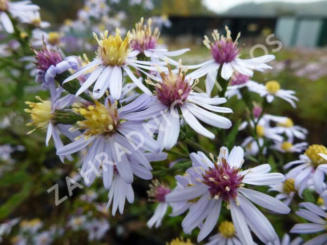 Hvězdnice srdcolistá 'Photograph' - Aster cordifolius 'Photograph'