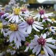 Hvězdnice srdcolistá 'Photograph' - Aster cordifolius 'Photograph'