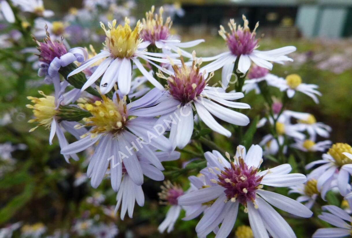 Hvězdnice srdcolistá 'Photograph' - Aster cordifolius 'Photograph'