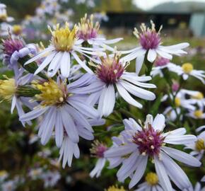 Hvězdnice srdcolistá 'Photograph'