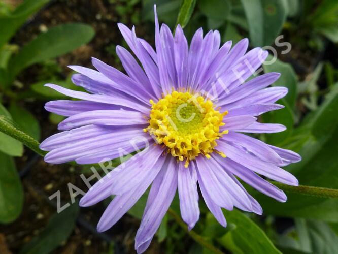 Hvězdnice chlumní 'Grunder' - Aster amellus 'Grunder'