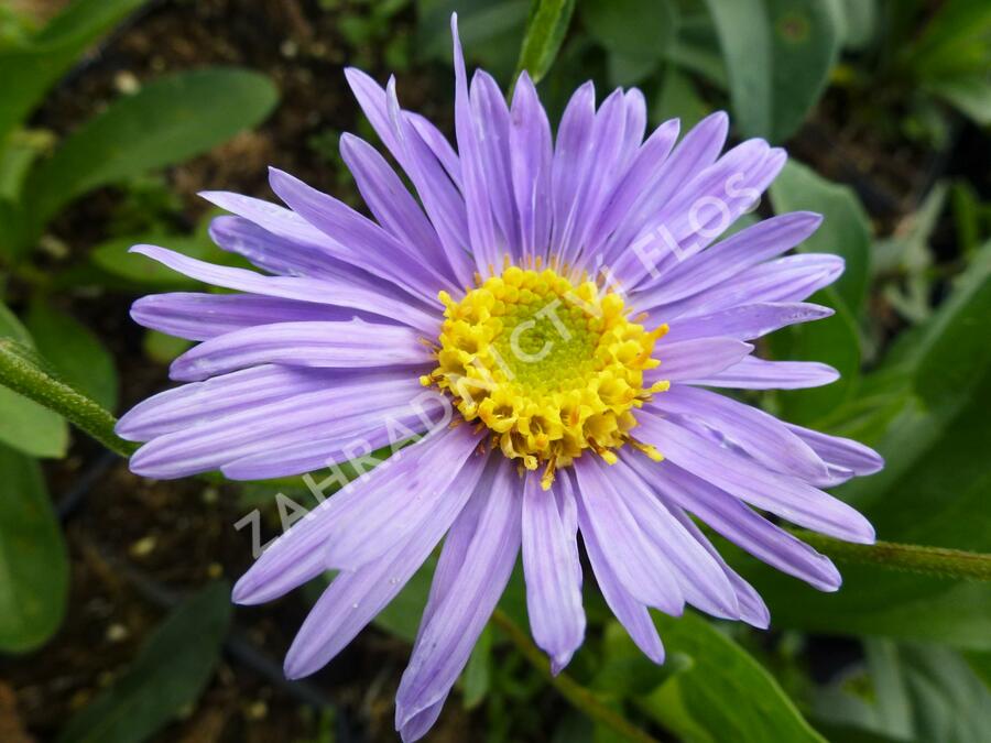 Hvězdnice chlumní 'Grunder' - Aster amellus 'Grunder'