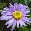 Hvězdnice chlumní 'Grunder' - Aster amellus 'Grunder'
