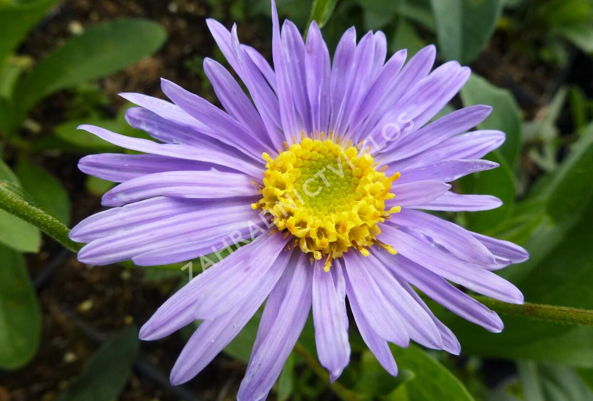 Hvězdnice chlumní 'Grunder' - Aster amellus 'Grunder'
