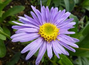 Hvězdnice chlumní 'Grunder' - Aster amellus 'Grunder'