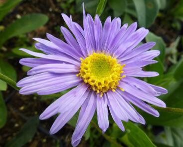 Hvězdnice chlumní 'Grunder'