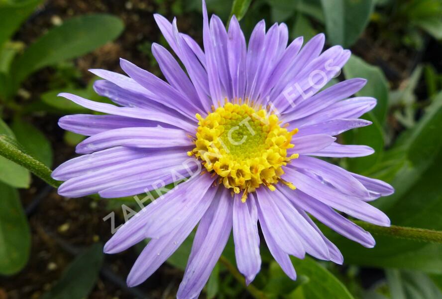 Hvězdnice chlumní 'Grunder' - Aster amellus 'Grunder'