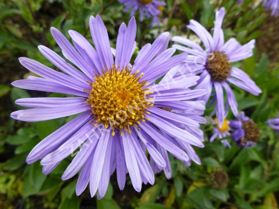 Hvězdnice chlumní 'Grunder' - Aster amellus 'Grunder'