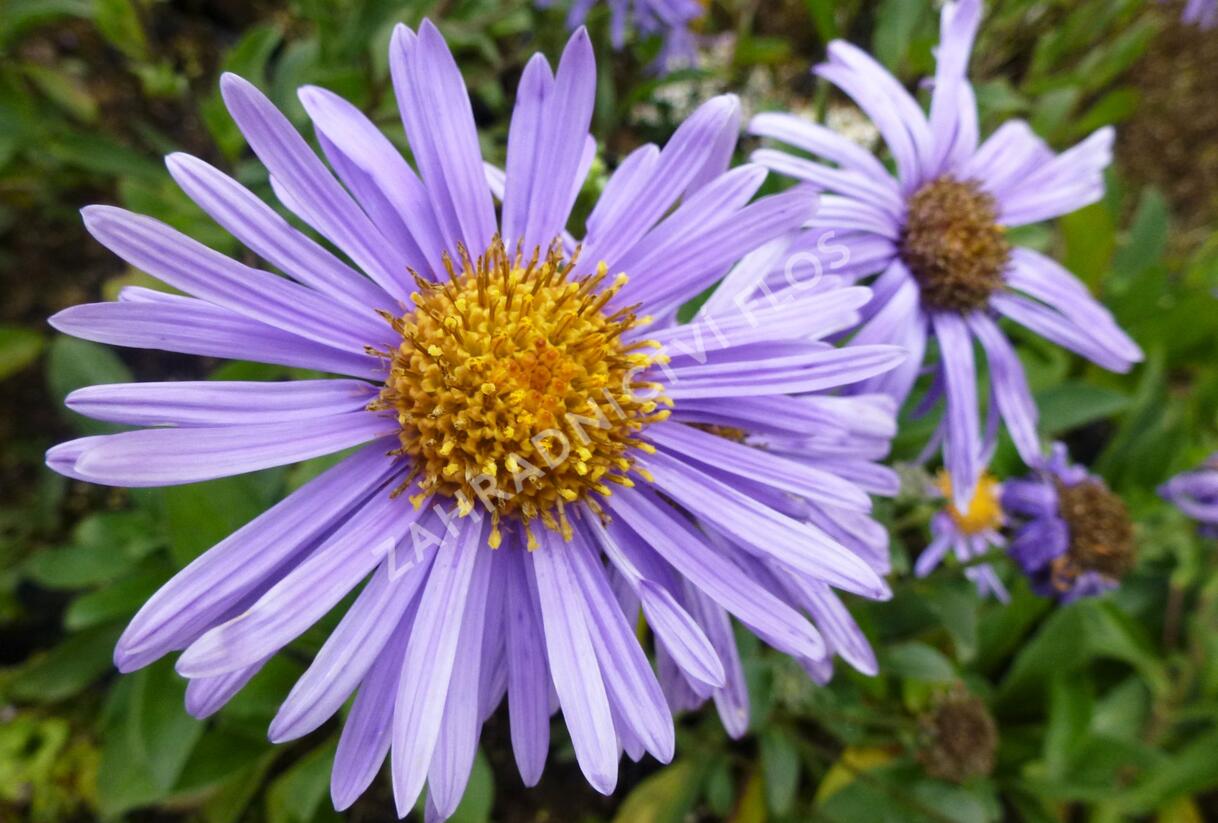 Hvězdnice chlumní 'Grunder' - Aster amellus 'Grunder'