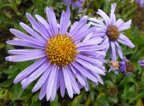 Hvězdnice chlumní 'Grunder' - Aster amellus 'Grunder'