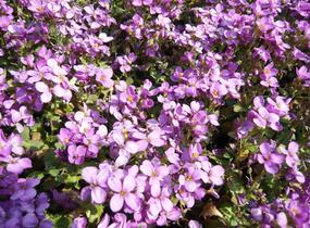 Huseník kavkazský 'Rosea' - Arabis caucasica 'Rosea'