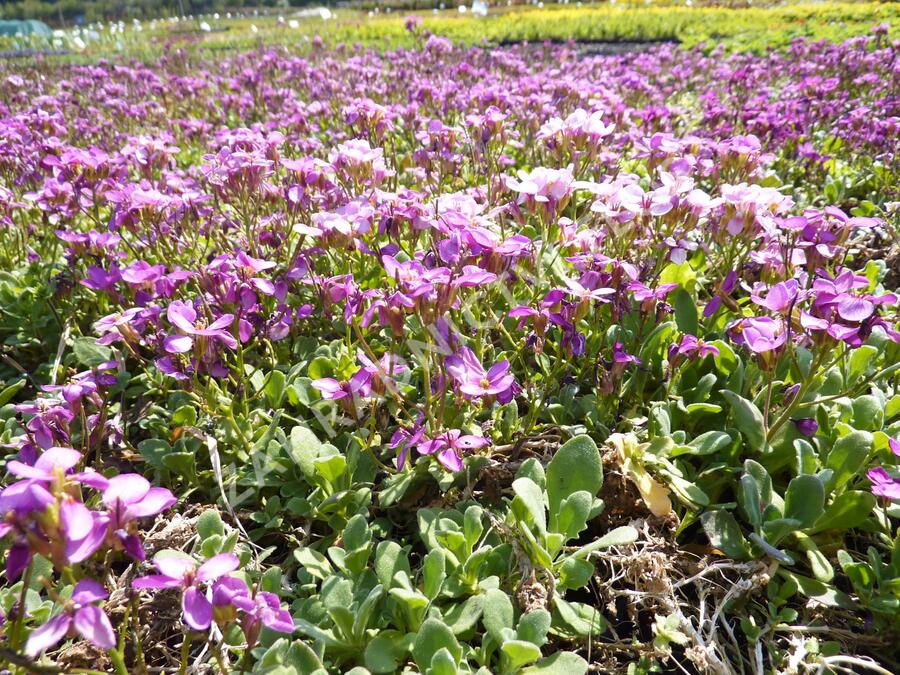 Huseník kavkazský 'Rosea' - Arabis caucasica 'Rosea'