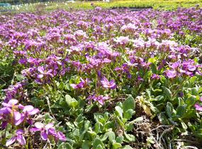 Huseník kavkazský 'Rosea' - Arabis caucasica 'Rosea'