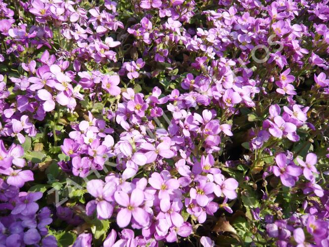 Huseník kavkazský 'Rosea' - Arabis caucasica 'Rosea'