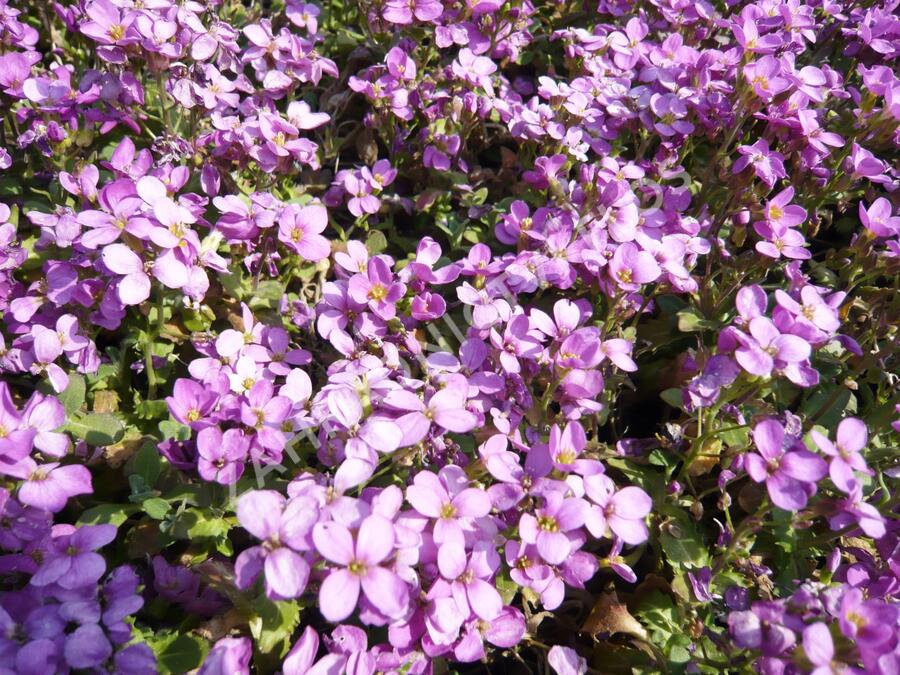 Huseník kavkazský 'Rosea' - Arabis caucasica 'Rosea'