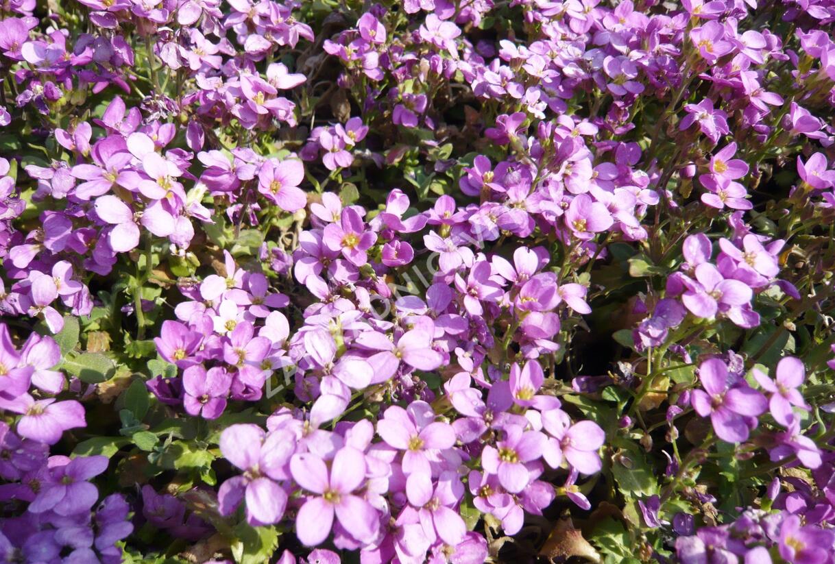 Huseník kavkazský 'Rosea' - Arabis caucasica 'Rosea'