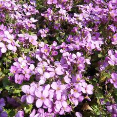 Huseník kavkazský 'Rosea' - Arabis caucasica 'Rosea'