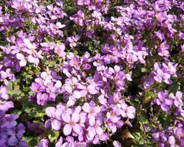 Huseník kavkazský 'Rosea'