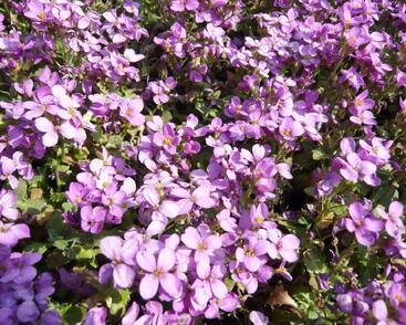 Huseník kavkazský 'Rosea'