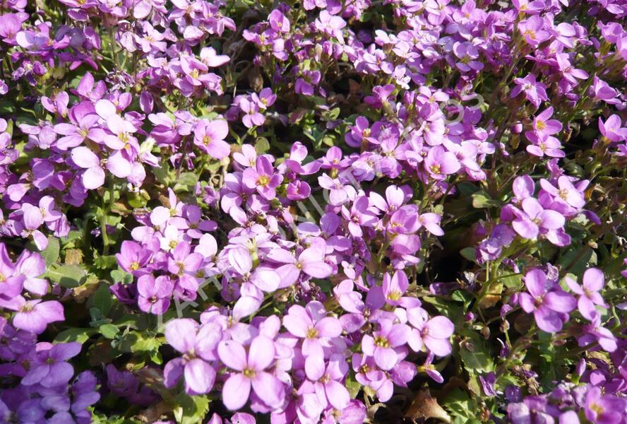 Huseník kavkazský 'Rosea' - Arabis caucasica 'Rosea'