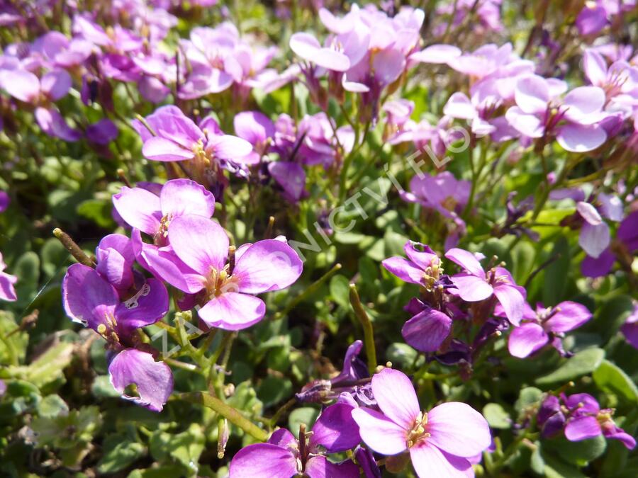 Huseník kavkazský 'Rosea' - Arabis caucasica 'Rosea'