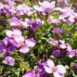 Huseník kavkazský 'Rosea' - Arabis caucasica 'Rosea'