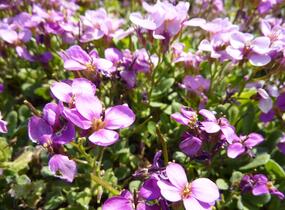 Huseník kavkazský 'Rosea' - Arabis caucasica 'Rosea'