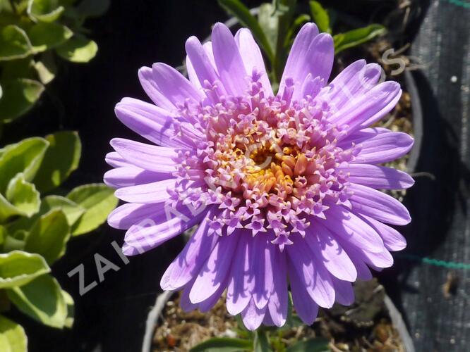 Hvězdnice alpská 'Antje' - Aster alpinus 'Antje'