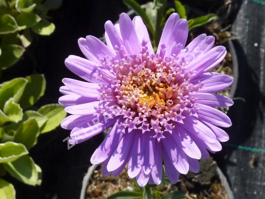 Hvězdnice alpská 'Antje' - Aster alpinus 'Antje'