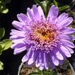 Hvězdnice alpská 'Antje' - Aster alpinus 'Antje'
