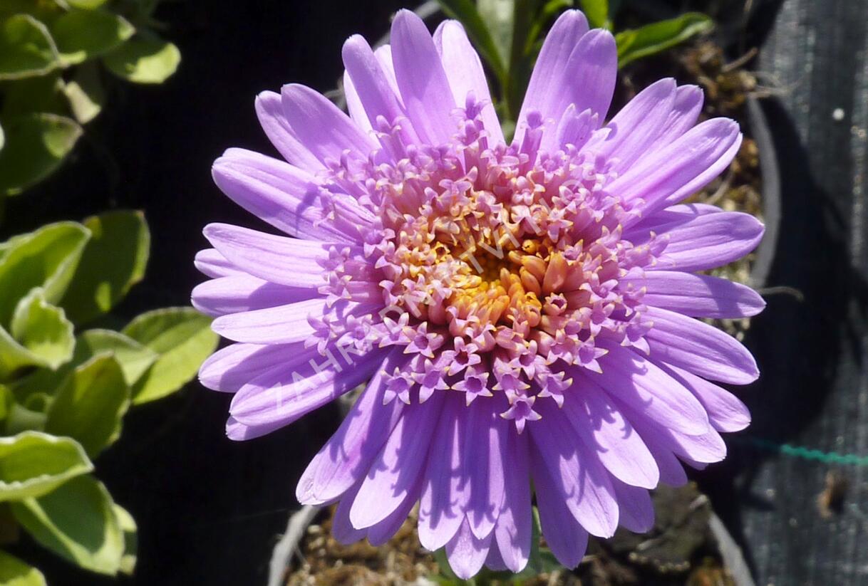 Hvězdnice alpská 'Antje' - Aster alpinus 'Antje'