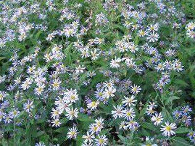 Hvězdnice - Aster ageratoides v.ovatus f.yezoensis