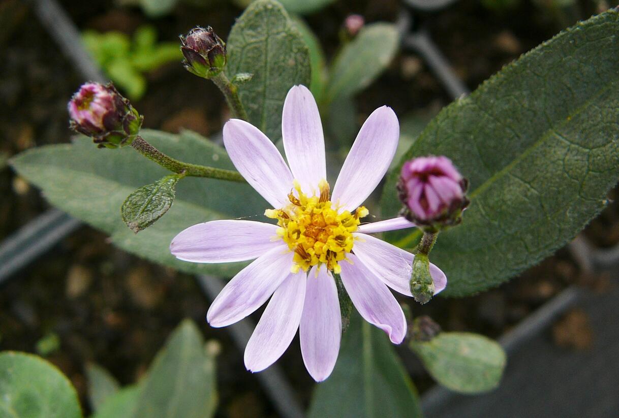 Hvězdnice křovitá 'Harry Schmidt' - Aster ageratoides 'Harry Schmidt'