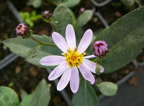 Hvězdnice křovitá 'Harry Schmidt' - Aster ageratoides 'Harry Schmidt'