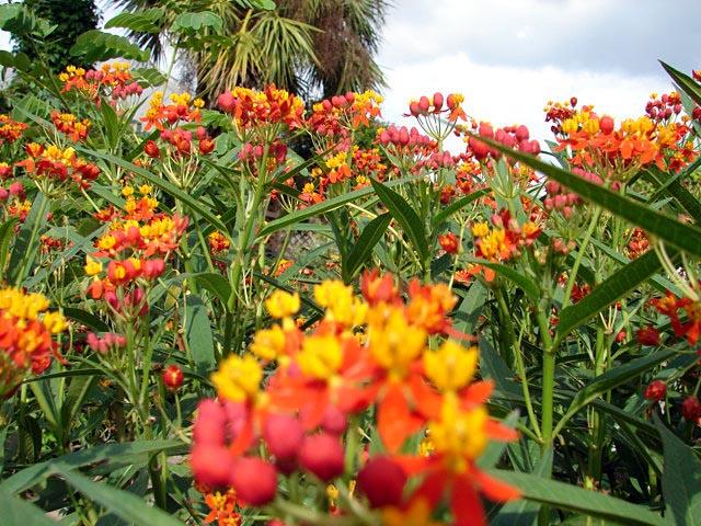 Klejicha kurasavská - Asclepias curassavica