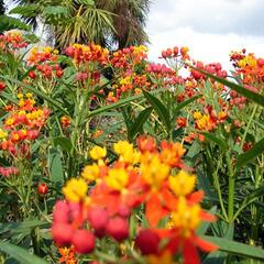 Klejicha kurasavská - Asclepias curassavica