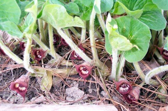 Kopytník kanadský - Asarum canadense