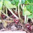 Kopytník kanadský - Asarum canadense