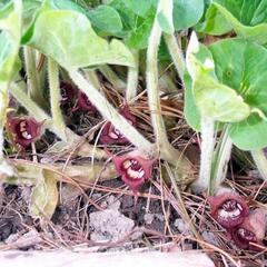 Kopytník kanadský - Asarum canadense