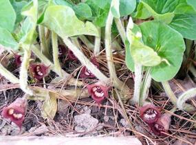 Kopytník kanadský - Asarum canadense