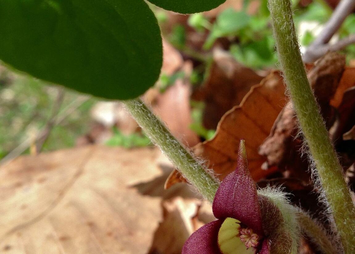 Kopytník kanadský - Asarum canadense