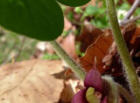 Kopytník kanadský - Asarum canadense